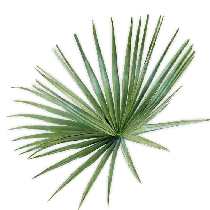 Saw palmetto - kompozitsion UltraMax Testo Enhancer